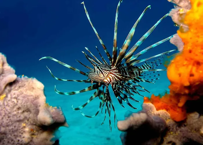 Hotel Bali Diversity Dive