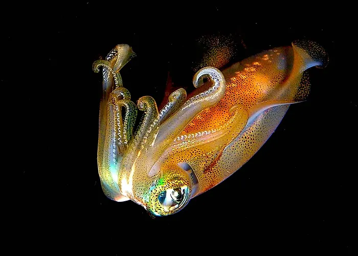 Bali Diversity Dive 3* Amed (Bali)