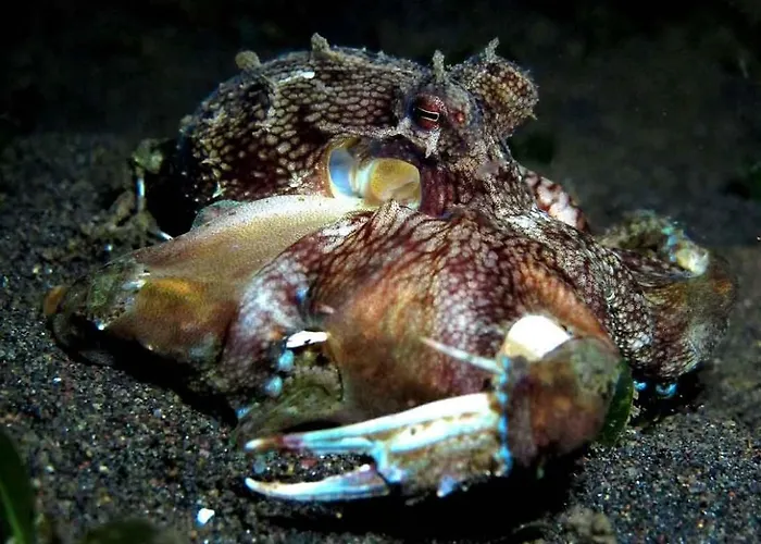 Hotel Bali Diversity Dive Amed (Bali)