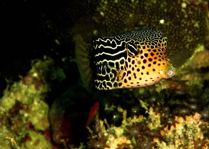 Hotel Bali Diversity Dive 3*