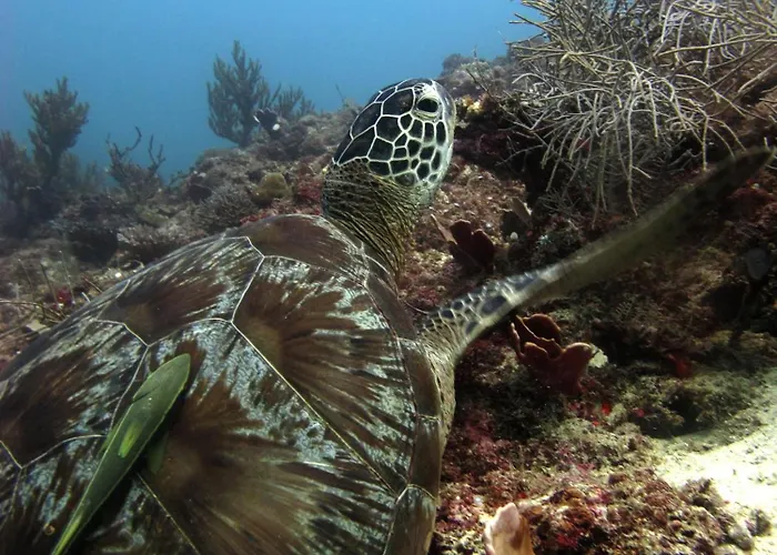Hotel Bali Diversity Dive 3*