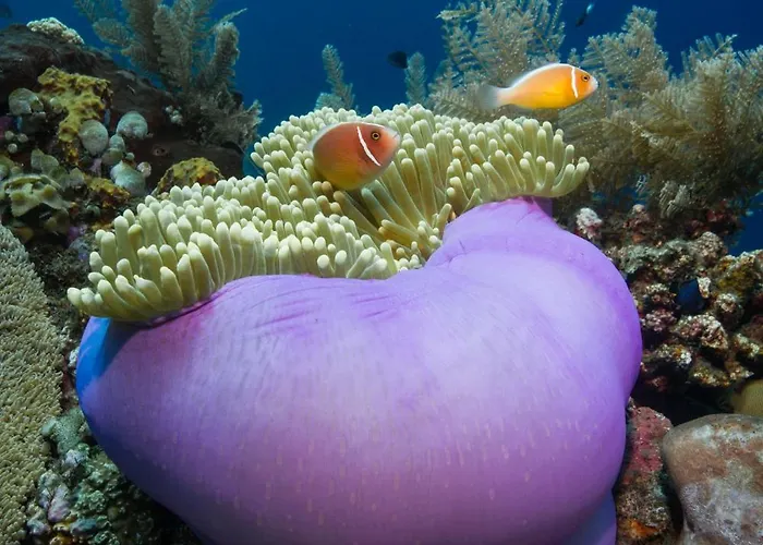 Bali Diversity Dive Hotel Amed (Bali)