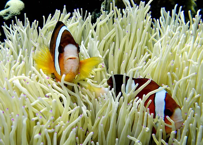 Hotel Bali Diversity Dive