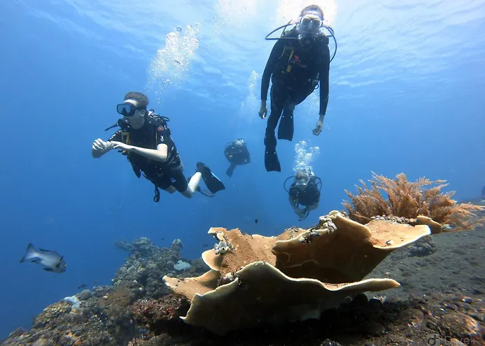 Bali Diversity Dive