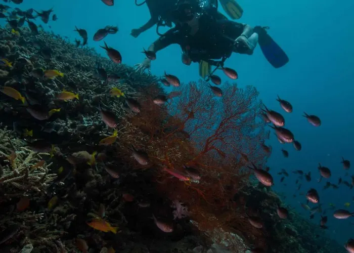 Bali Diversity Dive 3*