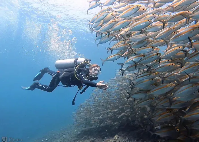Bali Diversity Dive